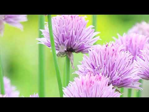 Nature Wallpaper for image wallpaper status