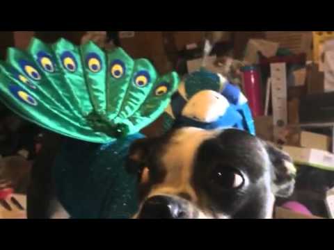 LillyPet Dog/Cat Peacock Outfit