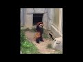 Red panda freaks out over a rock