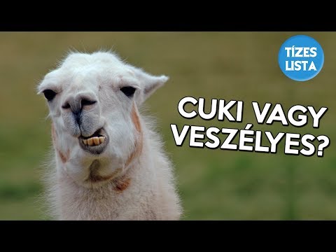 hogyan lehet kihozni az ostorférget