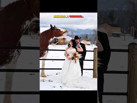 Animals at wedding❤️ #emotional #wedding #animals