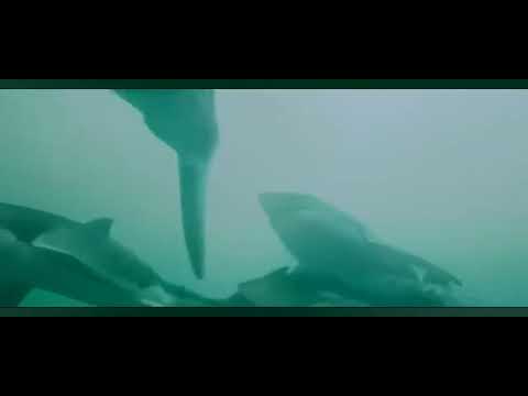 TRAILER 🦈 Let's go to Shark World 🌍 @Gamegame-rj8wf   #travel #trailer #hungrysharkworld