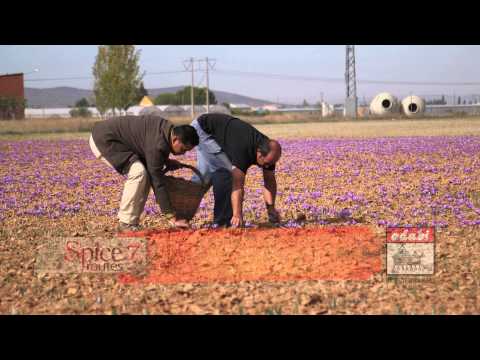 TV3 Adabi SpiceRoutes Season 7