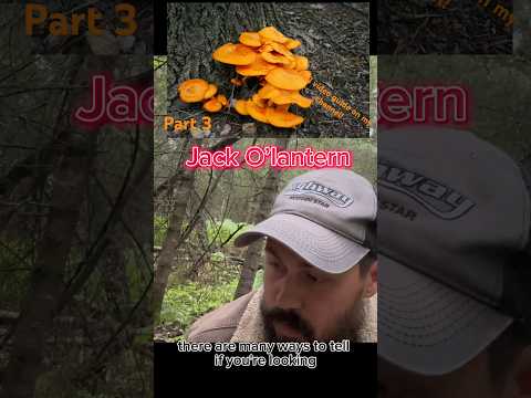 Chanterelles - the complete guide to this EDIBLE mushroom! Part 3