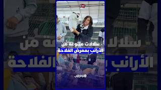أرانب من سلالات متنوعة تزيّن معرض سيام وعارضة تكشف دور التلقيح الاصطناعي في الإنتاج thumbnail