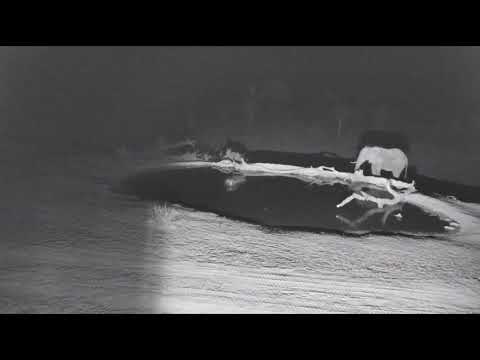 Djuma: Elephant walks in surprised to find Hippo in pan - 21:58 - 10/29/18