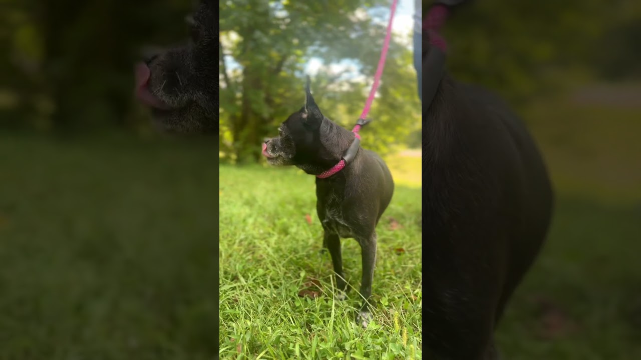 Enlarge Lupa, a Adoptable mixed breed in Gradyville, KY video 6/6