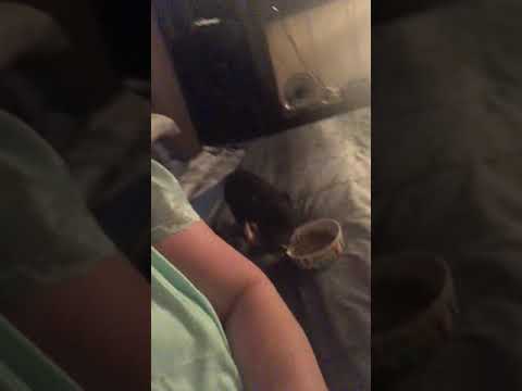 First night with Charlie Reese-mini Pot belly life