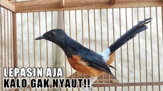 Download lagu AMPUH❗Murai Betina Memanggil Jantan Ini Bikin Semua Jantan auto Ngamuk Gacor !! mp3