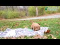 Mini Goldendoodle dogs for sale: Jersey - Video 2