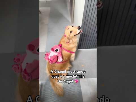 A Chanel mostrando qual é a mochilinha da Angel 💖 #goldenretriever #golden #pets #fofura #cachorro