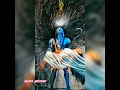 ️ 2020 MAHADEV FULL SCREEN WHATSAPP STATUS SHIV JI STATUS RUDRA ABHISHEK