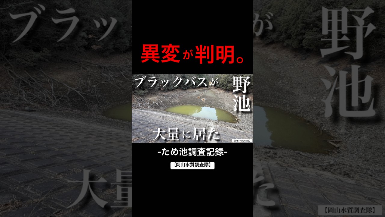 【バス釣り】ブラックバスが大量にいた野池へ久々に行ってみると、とんでもない事になっていて…