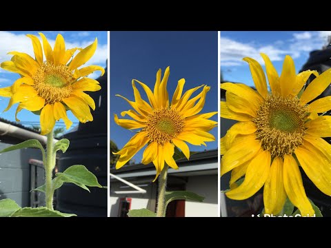 Grow Giant Sunflowers in 64 Days Timelapse - From seed to Flower 🌻