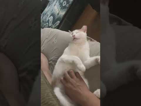 My Cat lose her consciousness 😂 | #shorts #catvideos #funnymoments #cutecat #cats