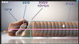 דף היומי חולין דף יט
