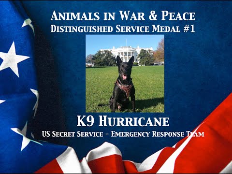 K9 Hurricane - Animals In War & Peace Distinguished Service Medal #1 (2022)
