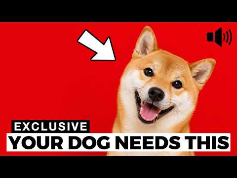 STOP 🛑 10 Sounds That Turn Your Dog Happy in Seconds 🐶
