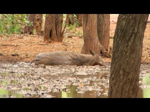 Warthog Taking a Mud Bath