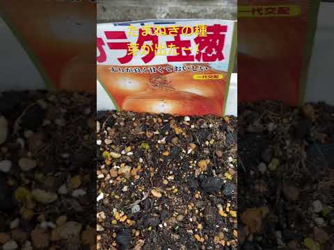 植物 根菜 西洋わさび セロリ 根ルタバガ 優れた味 ローストした甘塩っぱいノート