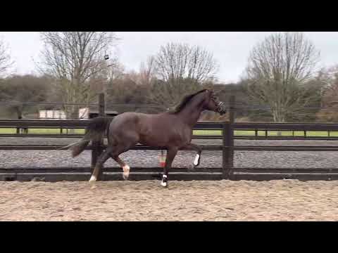 Everdale x Fidertanz- 2018