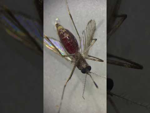 mosquito under microscope 🦟 #shorts #education