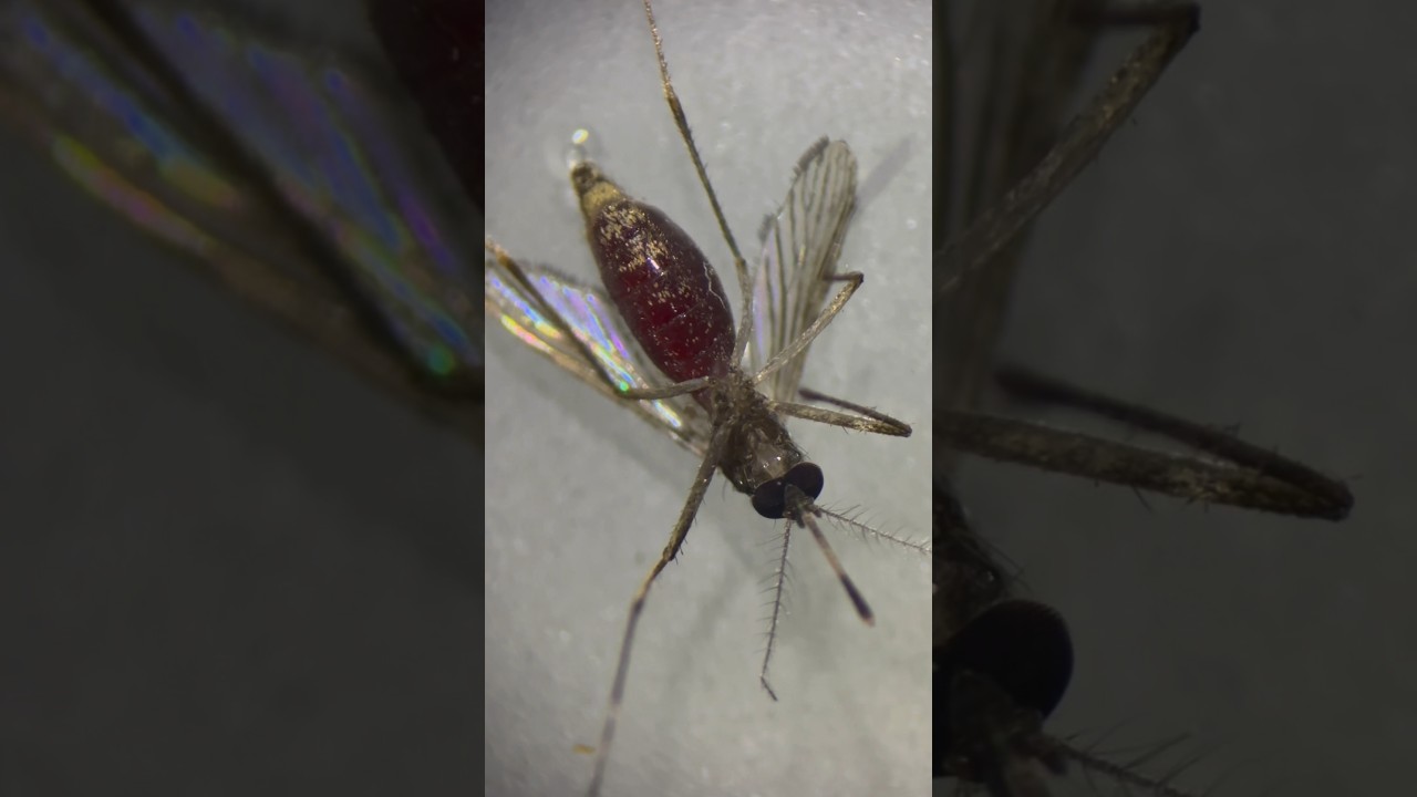 mosquito under microscope 🦟 #shorts #education