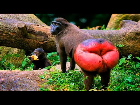 10 Minuten Lachen ! 🔥🔥🔥  #1