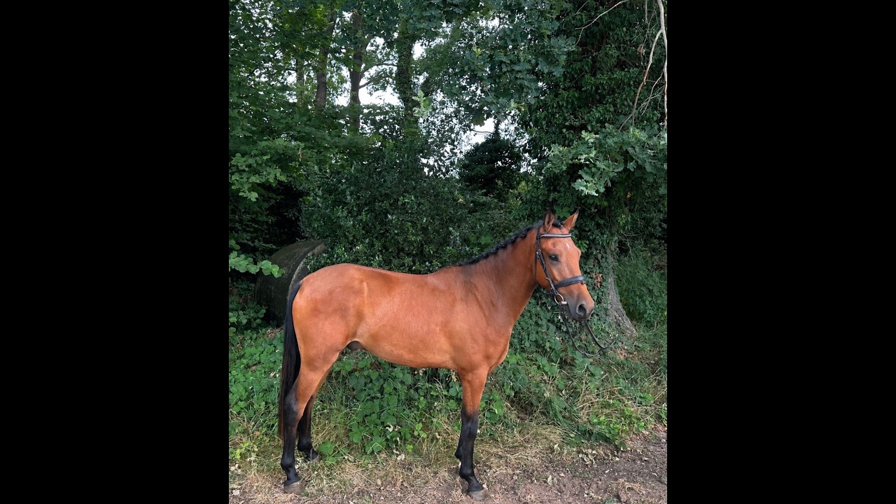 Hattrick Indiana (POPPINGS WILLIAM x ROWAN) video 1