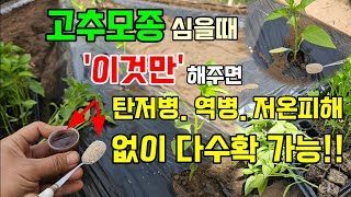 고추모종 심을때 이것만 해주면 냉해 탄저병 역병 병해 없이 고추 수확량을 확 늘려줍니다 #고추농사
