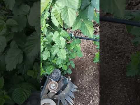 Okopavanje kupine (masinsko)