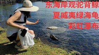 东海岸观驼背鲸 绿海龟 彩虹瀑布 夏威夷大岛第五天 2024Nov25