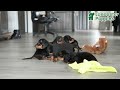 Miniature Dachshund dogs for sale: Dancer - Video 1