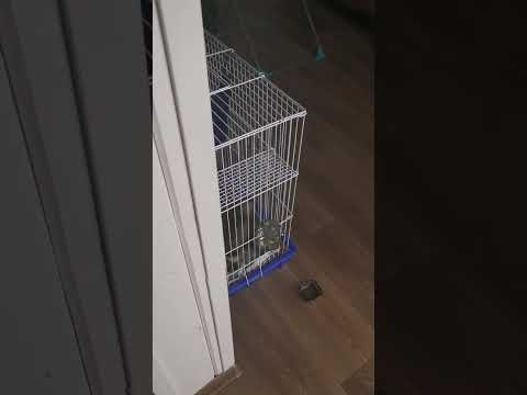 Ferret frustrated groans #ferret #cuteanimals #animals #animalsounds #pets