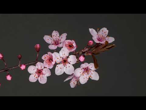 4K Ultra HD Flower Spring Ambience | Slow Saxophone Jazz | 3 Hours Background