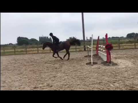 Goldicote 7 year old for sale