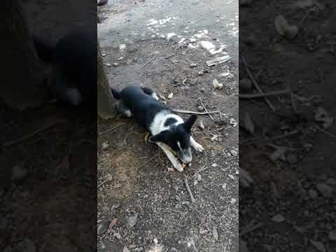 I don't mind who you are, when the bone is near😋