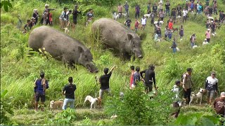Download lagu THE MONSTER INHABITING BUKIT LETAI FINALLY COMES OUT ||AMAZING WILD BOAR HUNTING|| mp3 Download lagu THE MONSTER INHABITING BUKIT LETAI FINALLY COMES OUT ||AMAZING WILD BOAR HUNTING|| mp3