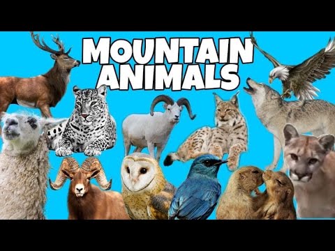 mountain-animals-names-and-sounds Mp4 3GP Video & Mp3 Download unlimited Videos Download mountain-animals-names-and-sounds Mp4 3GP Video & Mp3 Download unlimited Videos Download