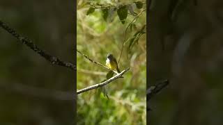 Download lagu sikatan abu-abu mp3