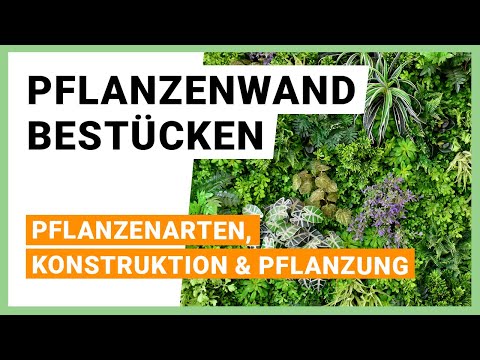 Pflanzenwand bestücken und anlegen: So geht es!