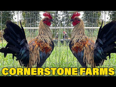 Grey Mug BlueFace CornerStone Farms Alabama