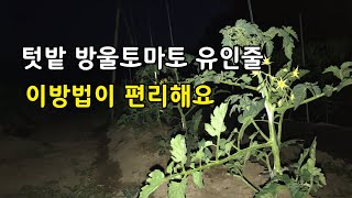 방울토마토 유인줄 이렇게 하니 참 편리하네요