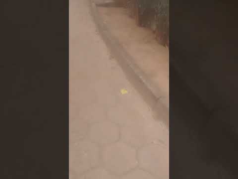 vergonhoso ver essa situação do bairro santo Antônio (santa cruz do escalvado MG)24/11/2025