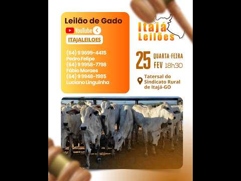 LEILAO DE GADO DA ITAJÁ LEILÔES