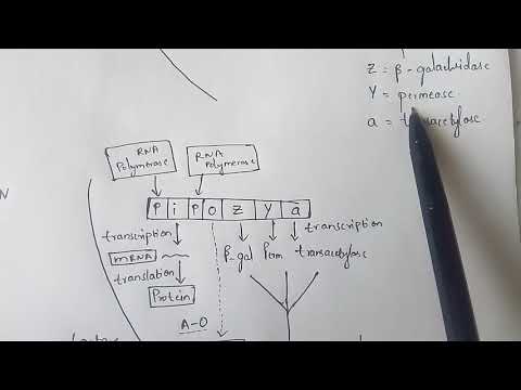 GLYCOLYSIS OR EMP PATHWAY BY PHANINDRA GUPTHA