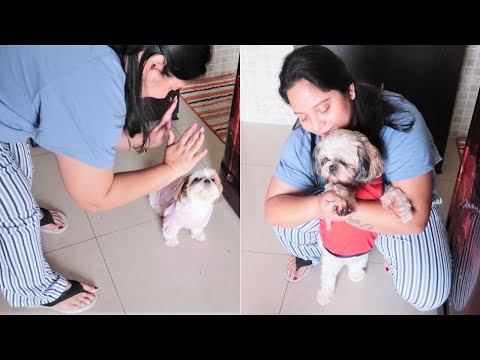 How my puppies follow me in the kitchen | Making special anniversary lunch with my puppies Video
