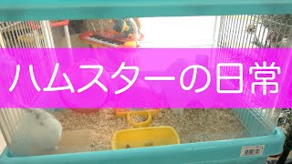 うちの子