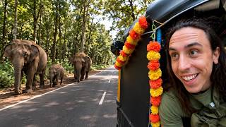 We Found Wild Elephants Driving Across India 🇮🇳