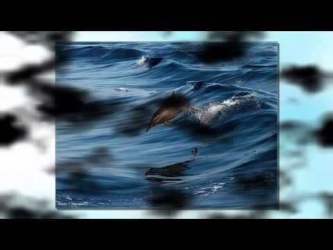 DOLPHIN'S MIND + JONAS STEUR  - SUB_TRANCE [HD]